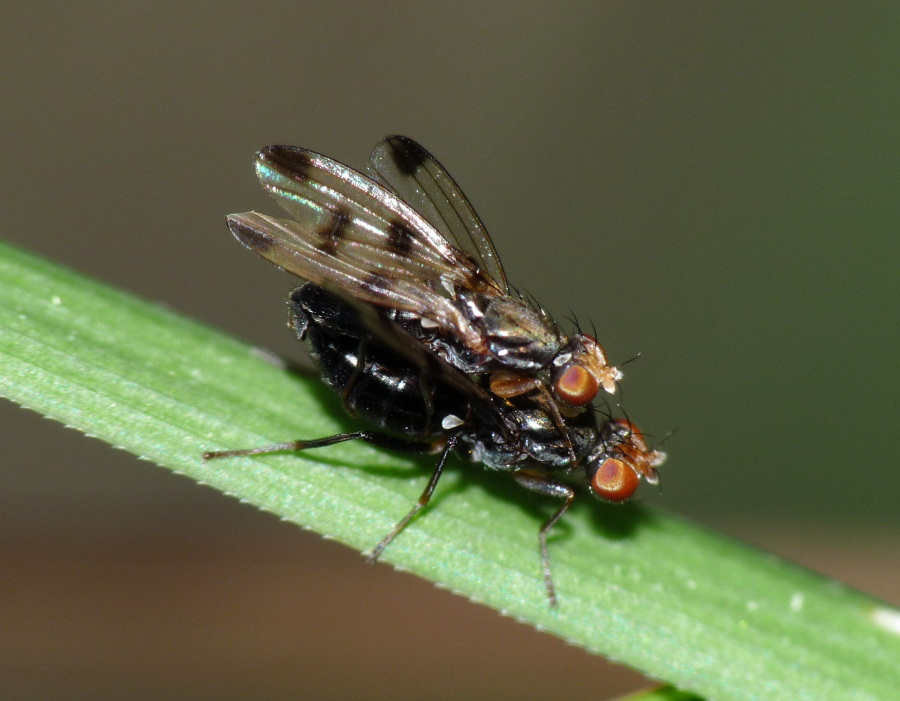 Geomyza tripunctata - Opomyzidae